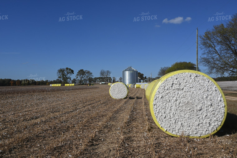 Cotton Harvest 149039