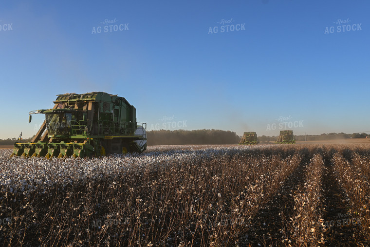 Cotton Harvest 149041