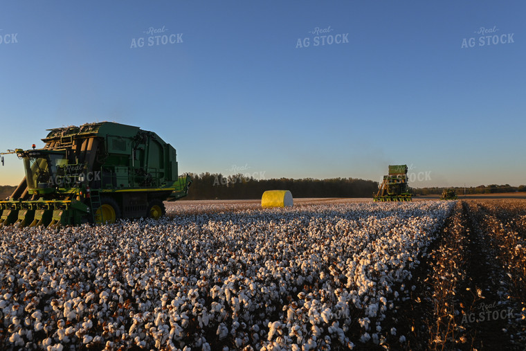 Cotton Harvest 149042