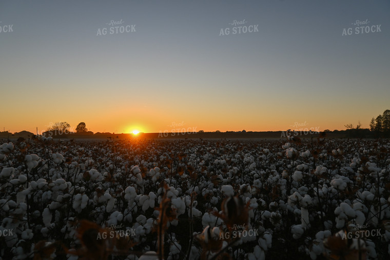 Cotton 149044