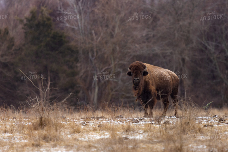 American Bison 162003