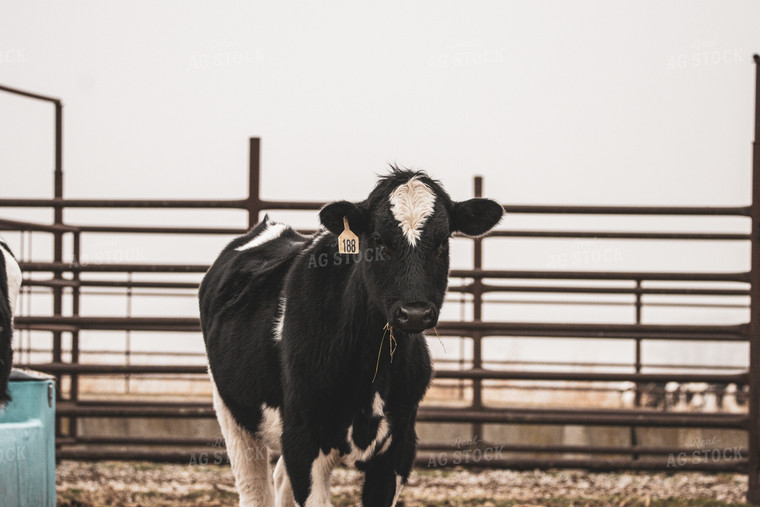 Black Baldy Cow 162011