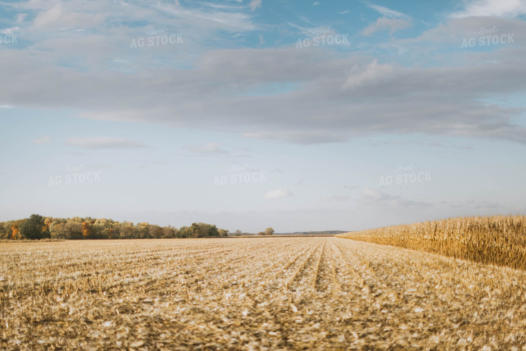 Dried Cornfield 8503