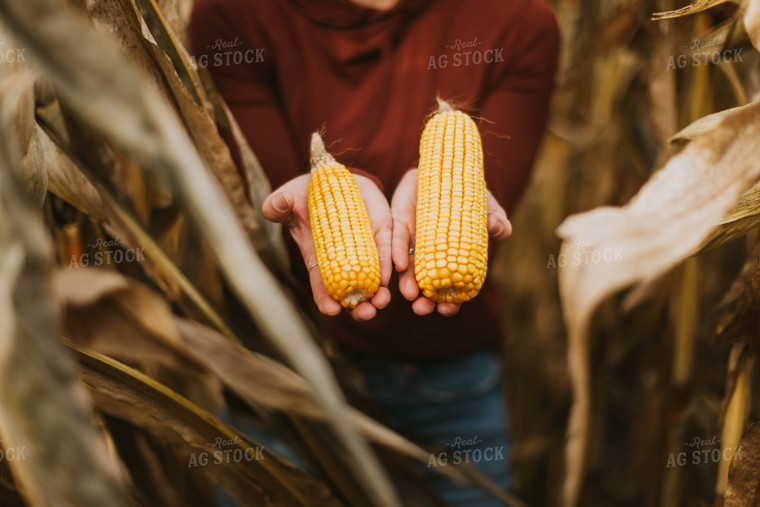 Female Farmer Checking Corn 8511