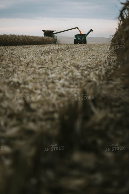 Corn Harvest 8601