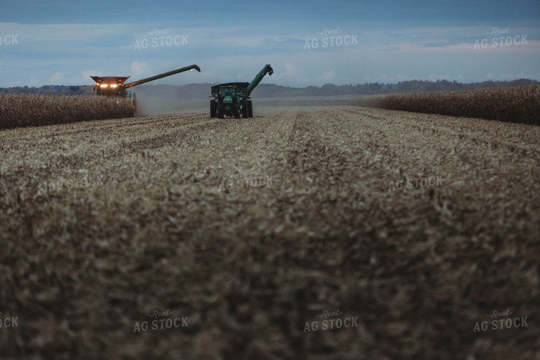 Corn Harvest 8635