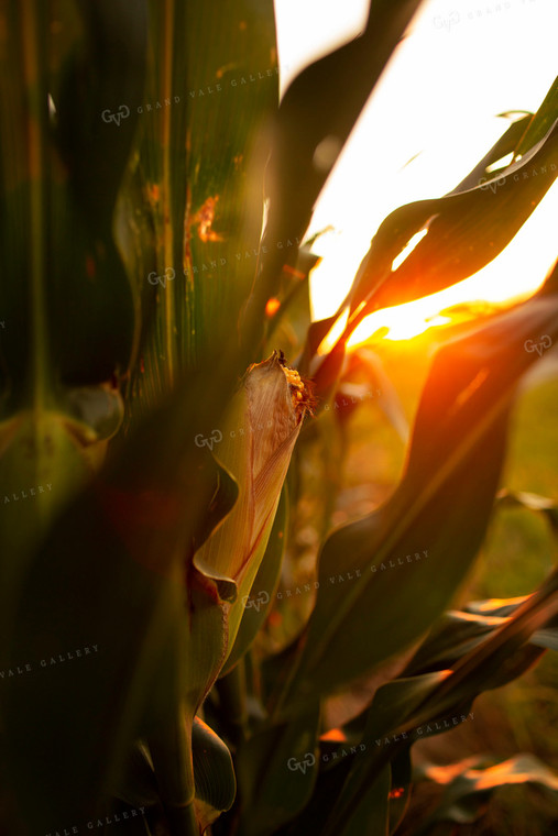 Corn - Mid-Season 2339
