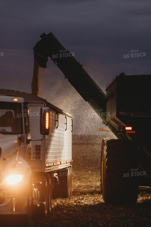 Corn Harvest 8647