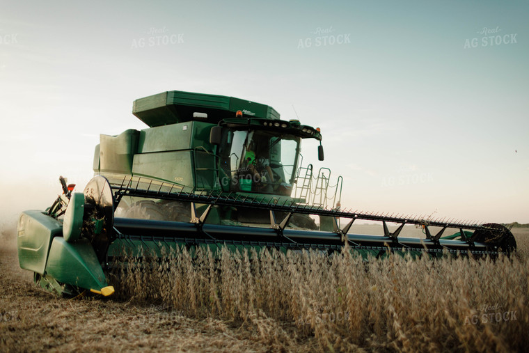 Soybean Harvest 8655