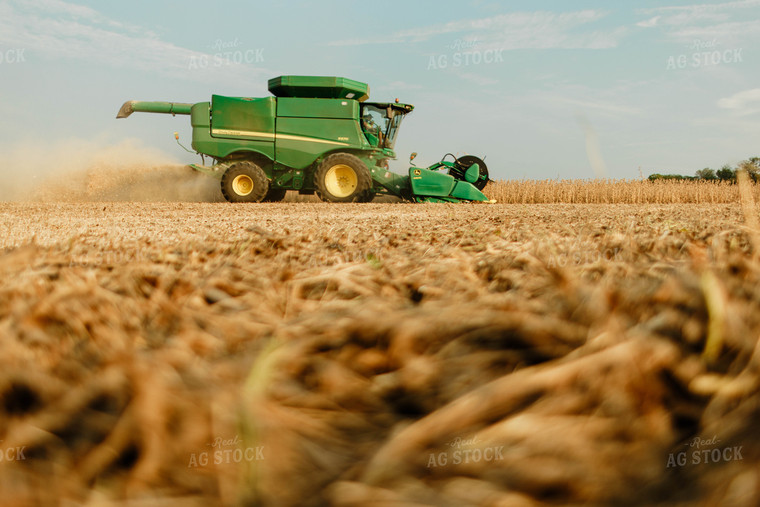 Soybean Harvest 8657