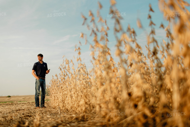 Farmer Using Phone in Soybean Field 8660