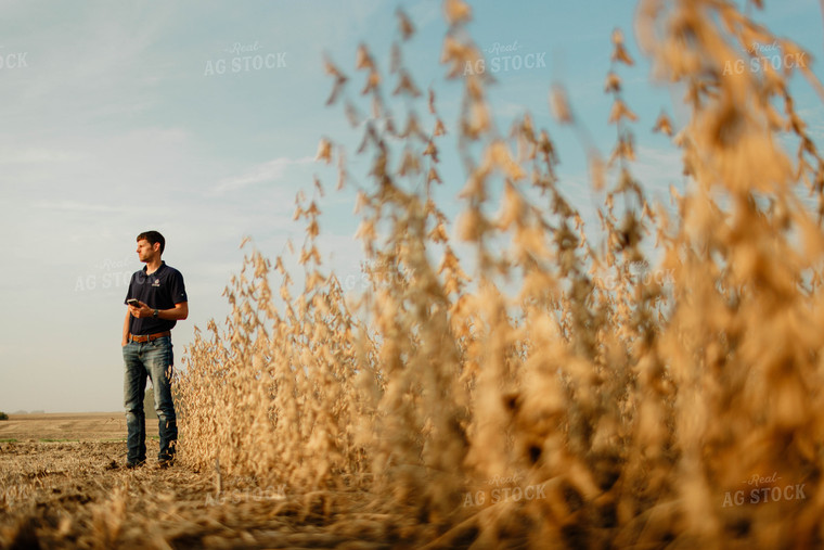 Farmer Using Phone in Soybean Field 8661