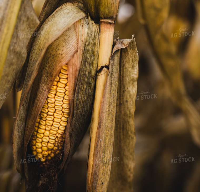 Dried Corn 133028