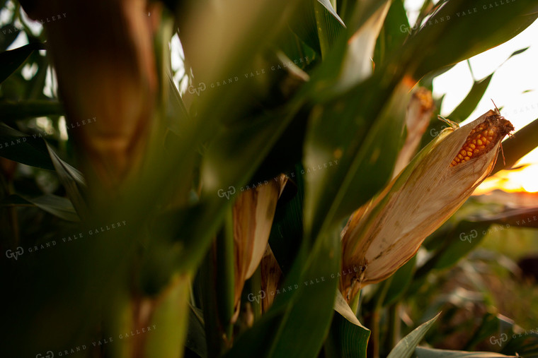 Corn - Mid-Season 2343