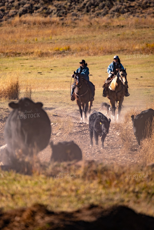 Ranchers Herding Cattle on Horseback 163018