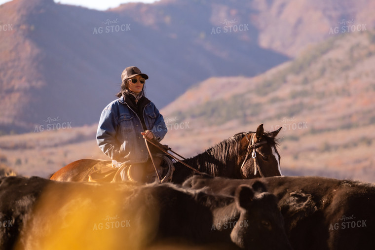 Rancher Herding Cattle on Horseback 163021