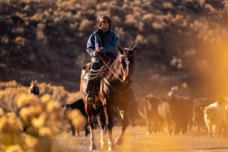 Rancher Herding Cattle on Horseback 163022