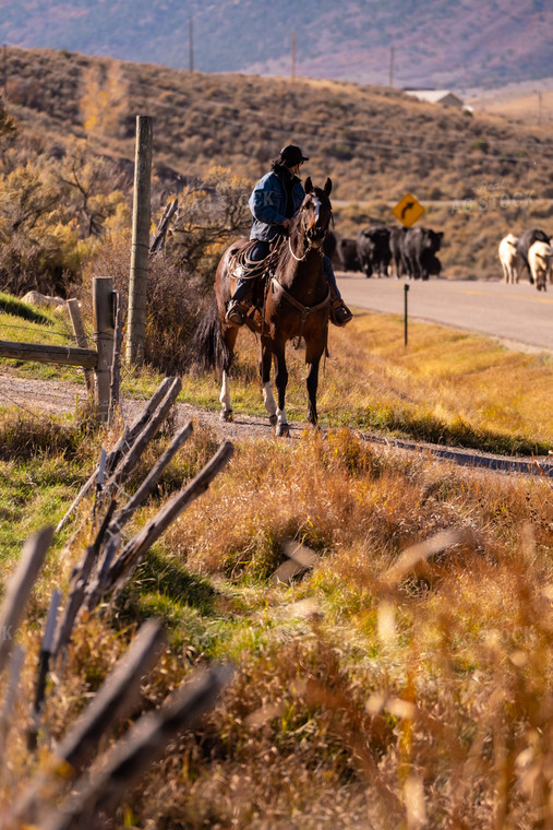 Rancher Herding Cattle on Horseback 163025