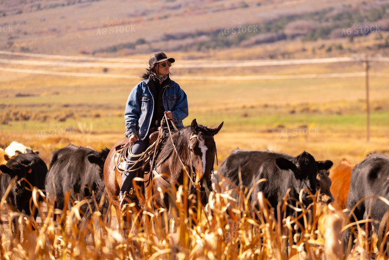 Rancher Herding Cattle on Horseback 163026