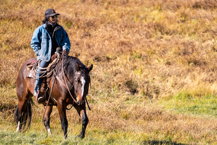 Rancher Herding Cattle on Horseback 163027