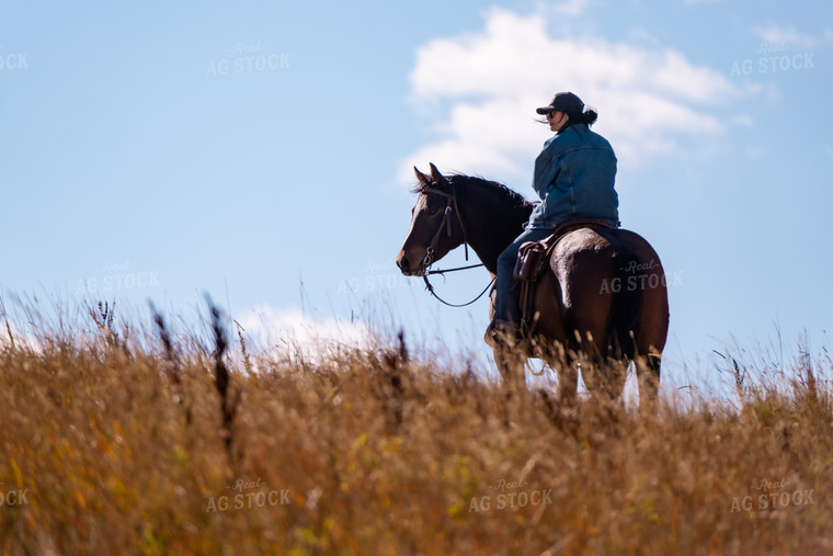 Rancher Herding Cattle on Horseback 163030