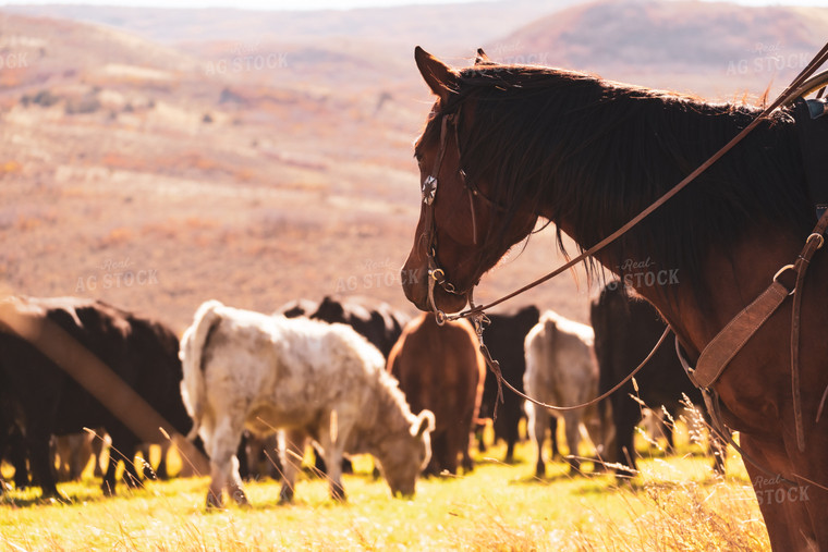 Rancher Herding Cattle on Horseback 163031