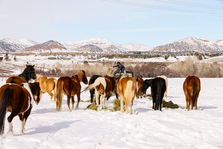 Rancher Feeding Horses 163046