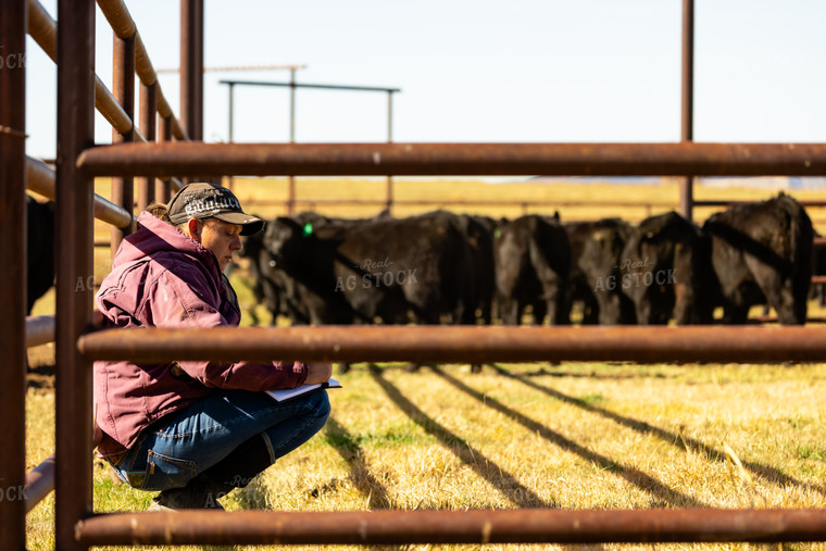 Rancher Taking Note with Cattle 163047