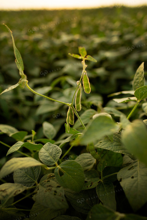 Soybeans - Mid-Season 2352