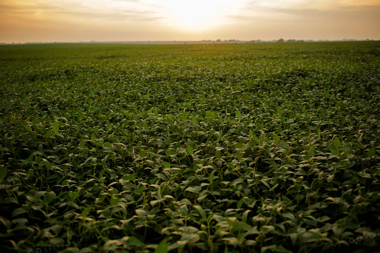 Soybeans - Mid-Season 2356