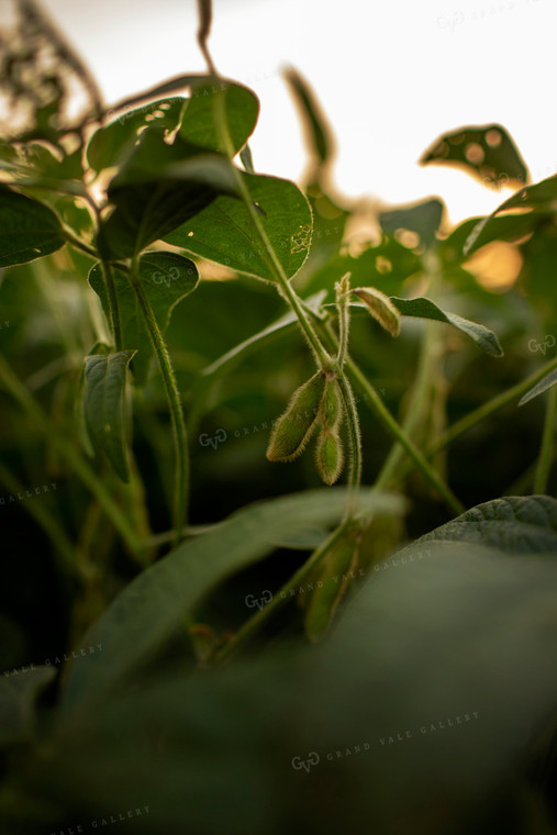 Soybeans - Mid-Season 2359