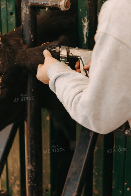 Female Rancher Tagging Cattle 67522