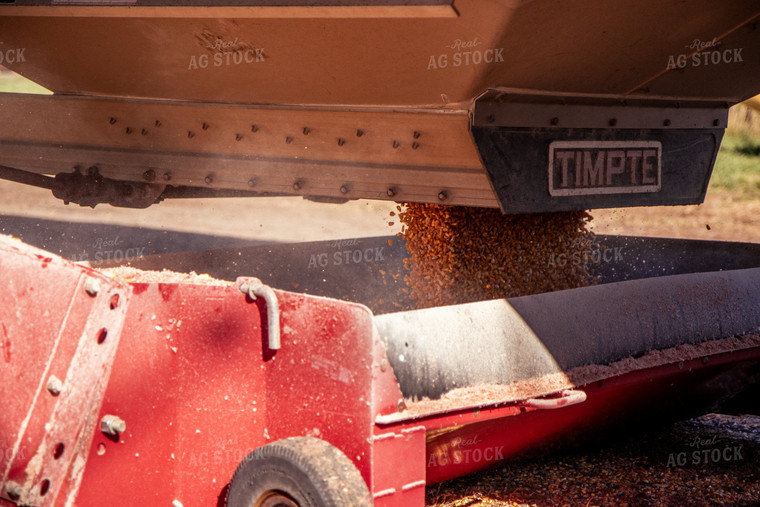 Corn Dumping into Sweep Auger 67536