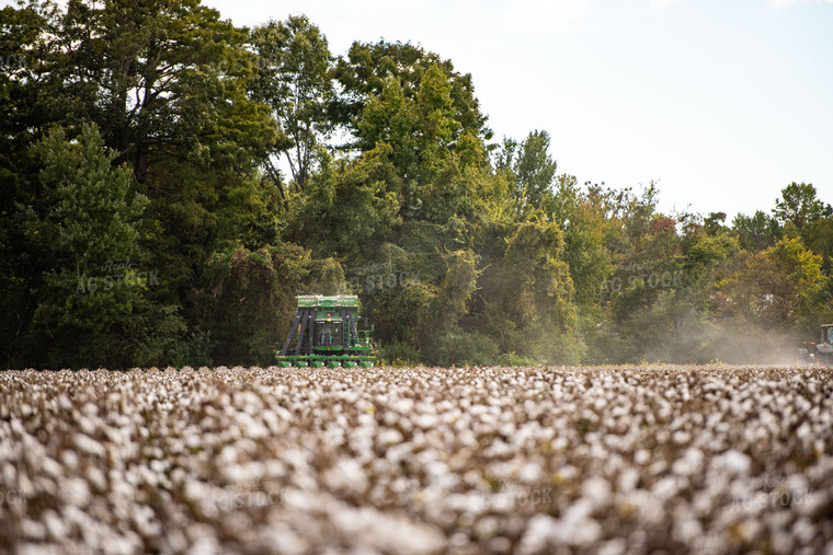Cotton Harvest 136119