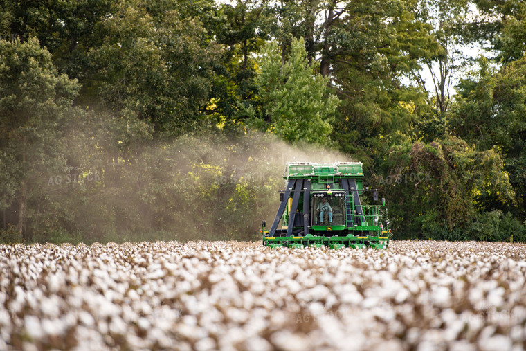 Cotton Harvest 136126