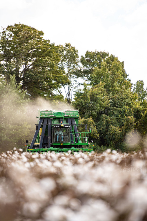 Cotton Harvest 136127