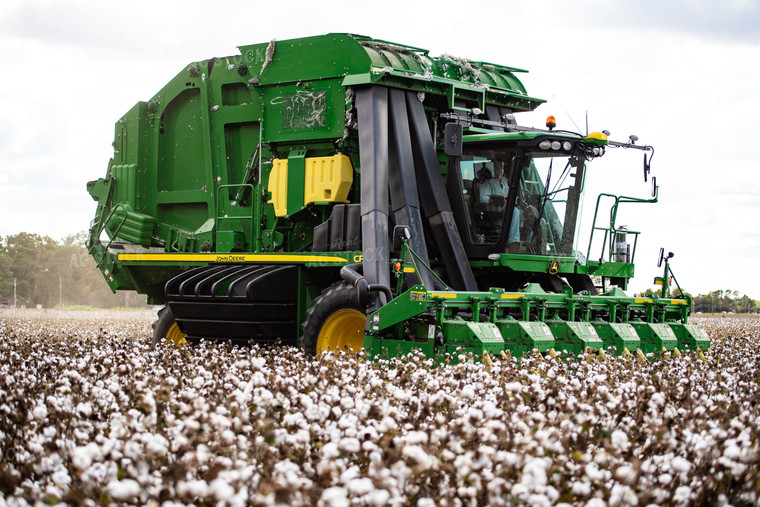 Cotton Harvest 136130