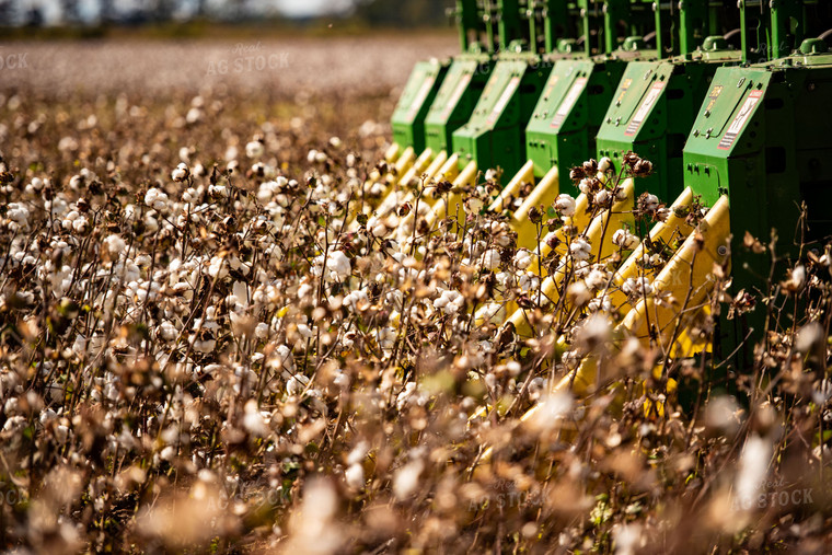 Cotton Harvest 136134