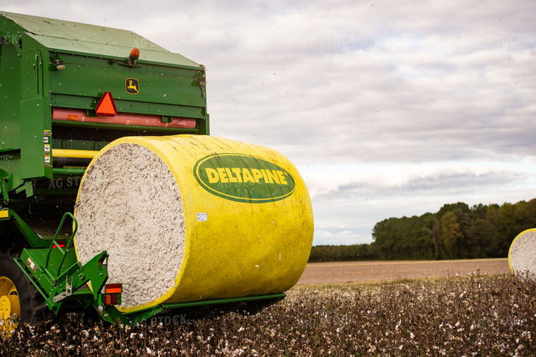 Cotton Harvest 136157