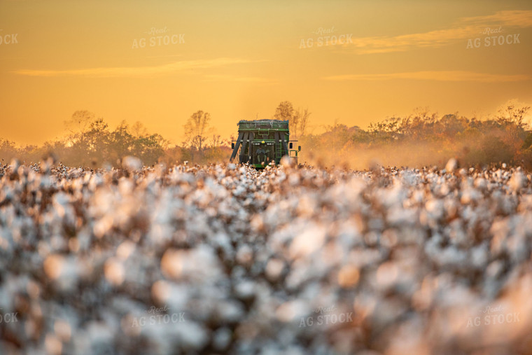 Cotton Harvest 136162