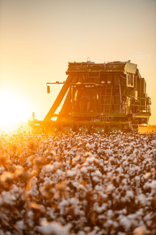 Cotton Harvest 136165