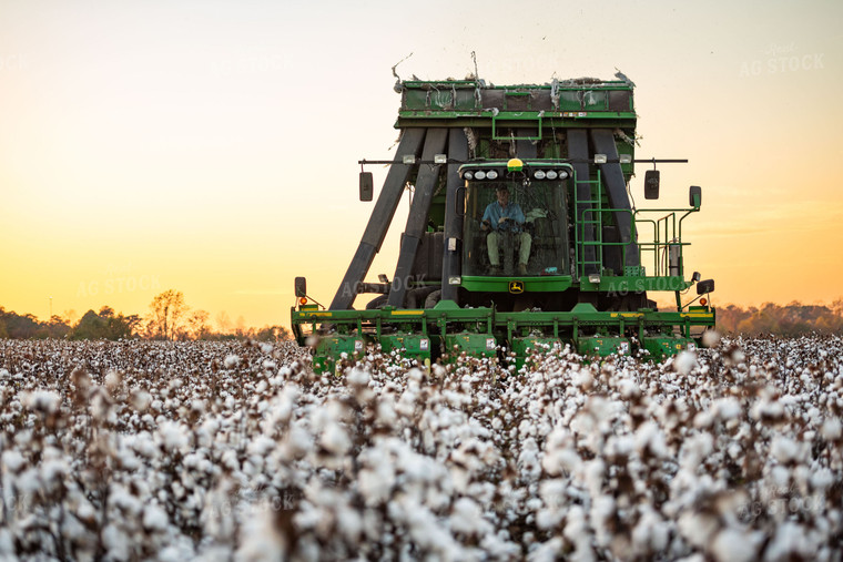 Cotton Harvest 136167