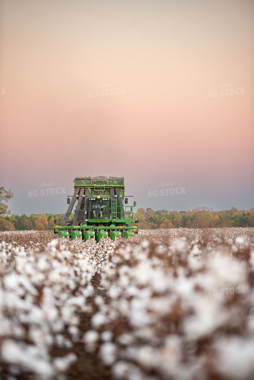 Cotton Harvest 136170