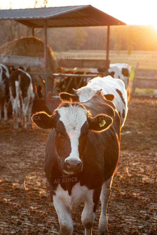 Holstein Cattle 142035