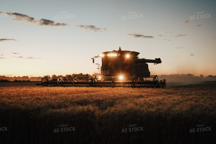 Wheat Harvest 83095