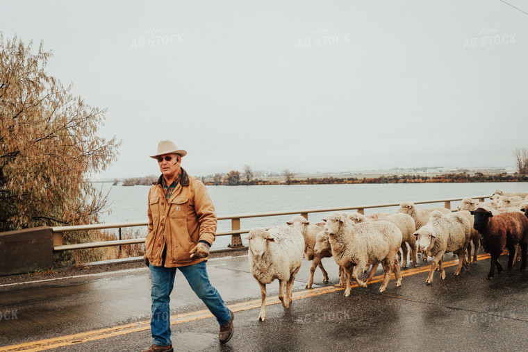 Sheep Farmer Helping Sheep Cross Road 83102