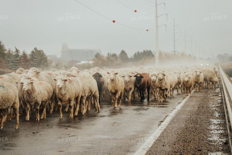 Sheep Crossing Road 83106