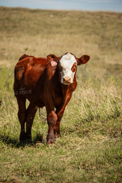 Hereford Calf 155071