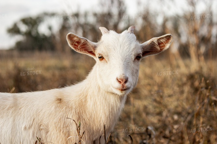 Goat 155087