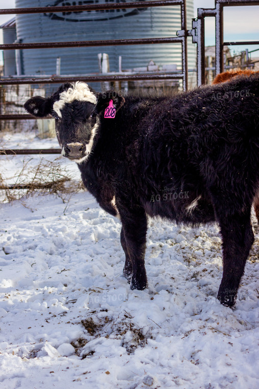 Black Baldy Calf 155101